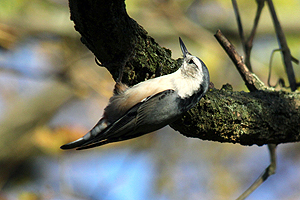 White-breasted Nuthatch